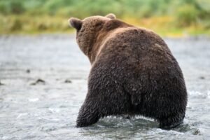 A coastal brown bear wades in a river at Katmai National Park, Alaska.